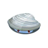 Quahog | Q letter Things Names for kids