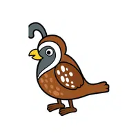 Quail | Q letter Things Names for kids