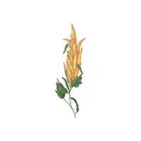 Quinoa | Grain plant Name in English