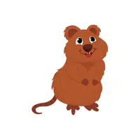 Quokka (Animal) | Q letter Things Names for kids