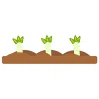 Radish | Vegetable Plant Name