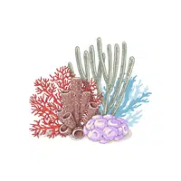 Reef | thing for Kids