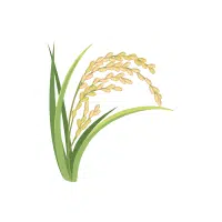 Rice | Grain plant Name in English