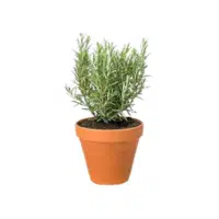 Rosemary | Herbs Plants Names in English