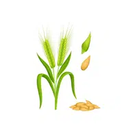 Rye | Grain plant Name in English