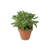 Sage | Herbs Plants Names in English