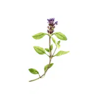 Self-Heal | Herbs Plants Names in English