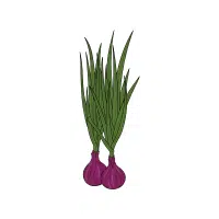 Shallot | Vegetable Plant Name