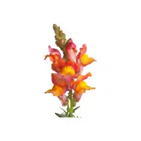 Snapdragon | Flowers Plants Names in English