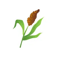 Sorghum | Grain plant Name in English