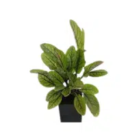 Sorrel herb name in English