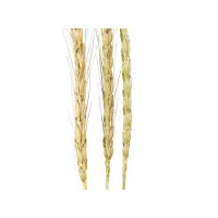 Spelt | Grains plants Names in English