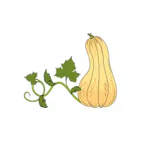 Squash | Vegetable Plant Name
