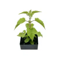 Stinging Nettle | Herbs Plants Names in English