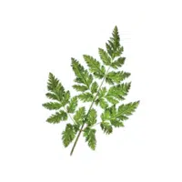 Sweet Cicely | Herbs Plants Names in English