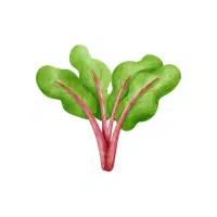 Swiss Chard | Vegetable Plant Name
