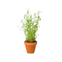 Tarragon | Herbs Plants Names in English