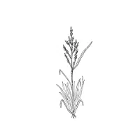Teff | Grains plants Names in English
