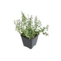 Thyme | Herbs Plants Names in English