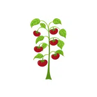 Tomato | Vegetables Plants Names