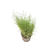 Triticale | Grains plants Names in English