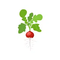 Turnip | Vegetables Plants Names