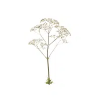 Valerian| Herbs Plants Names in English