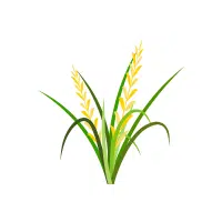 Wheat | Grains plants Names in English