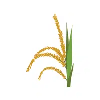 Wild Rice | Grains plants Names in English