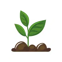 Woodruff | Herbs Plants Names in English