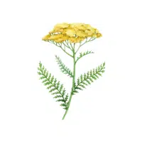 Yarrow | Herbs Plants Names in English