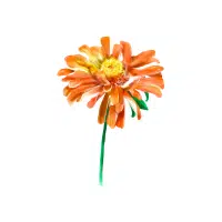 Zinnia | Flowers Plants Names in English