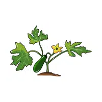 Zucchini | Vegetables Plants Names
