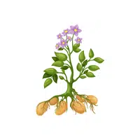 Sweet Potato | Vegetables Plants Names