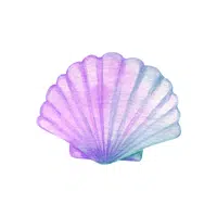 Seashell | things for kids