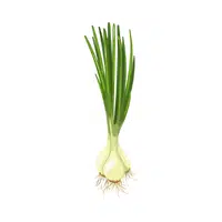 Spring Onion | things for kids