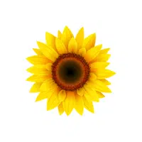 Sunflower | S letter Things Names in English