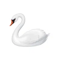 Swan | S letter Things Names in English