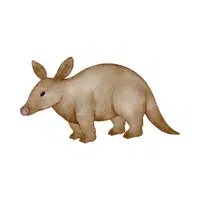 Aardvark | Wild Animals Names in English