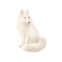 Arctic Fox | Wild Animals Names in English