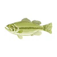 Bass | Fish names in English