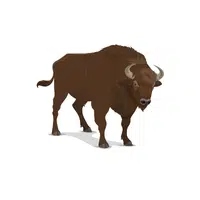 Bison | Wild Animals Names in English