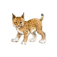 Bobcat | Wild Animals Names in English