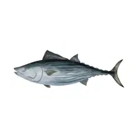 Bonito