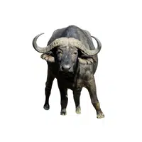 Buffalo | Wild Animals Names in English