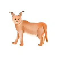 Caracal | Wild Animals Names in English