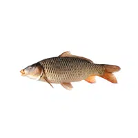 Carp | Fish names in English