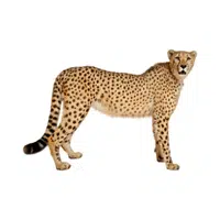 Cheetah | Wild Animals Names in English