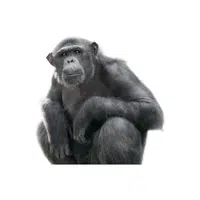 Chimpanzee | Wild Animals Names in English