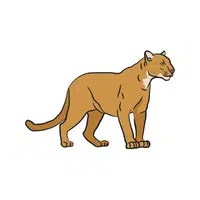 Cougar | Wild Animals Names in English